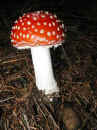 speckbacherh_03_013_k50.JPG (34054 Byte)