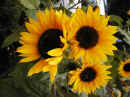 speckbacherh_03_014_k50.JPG (35914 Byte)