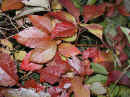 speckbacherh_03_015_k50.JPG (54014 Byte)