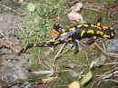 speckbacherh_03_016_k50.JPG (40125 Byte)